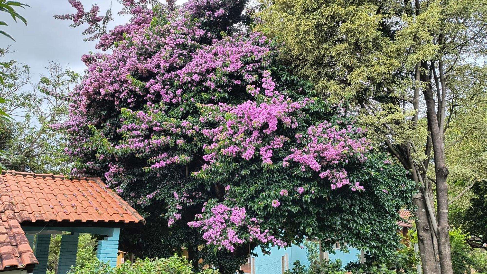 מלון São Tomé das Letras Pousada Recanto Do Sossego מראה חיצוני תמונה