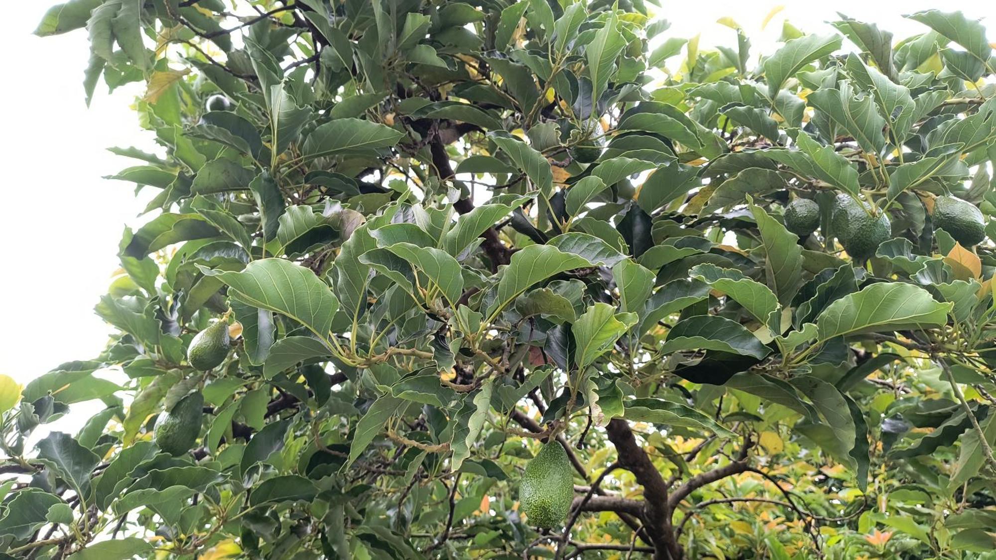 מלון São Tomé das Letras Pousada Recanto Do Sossego מראה חיצוני תמונה