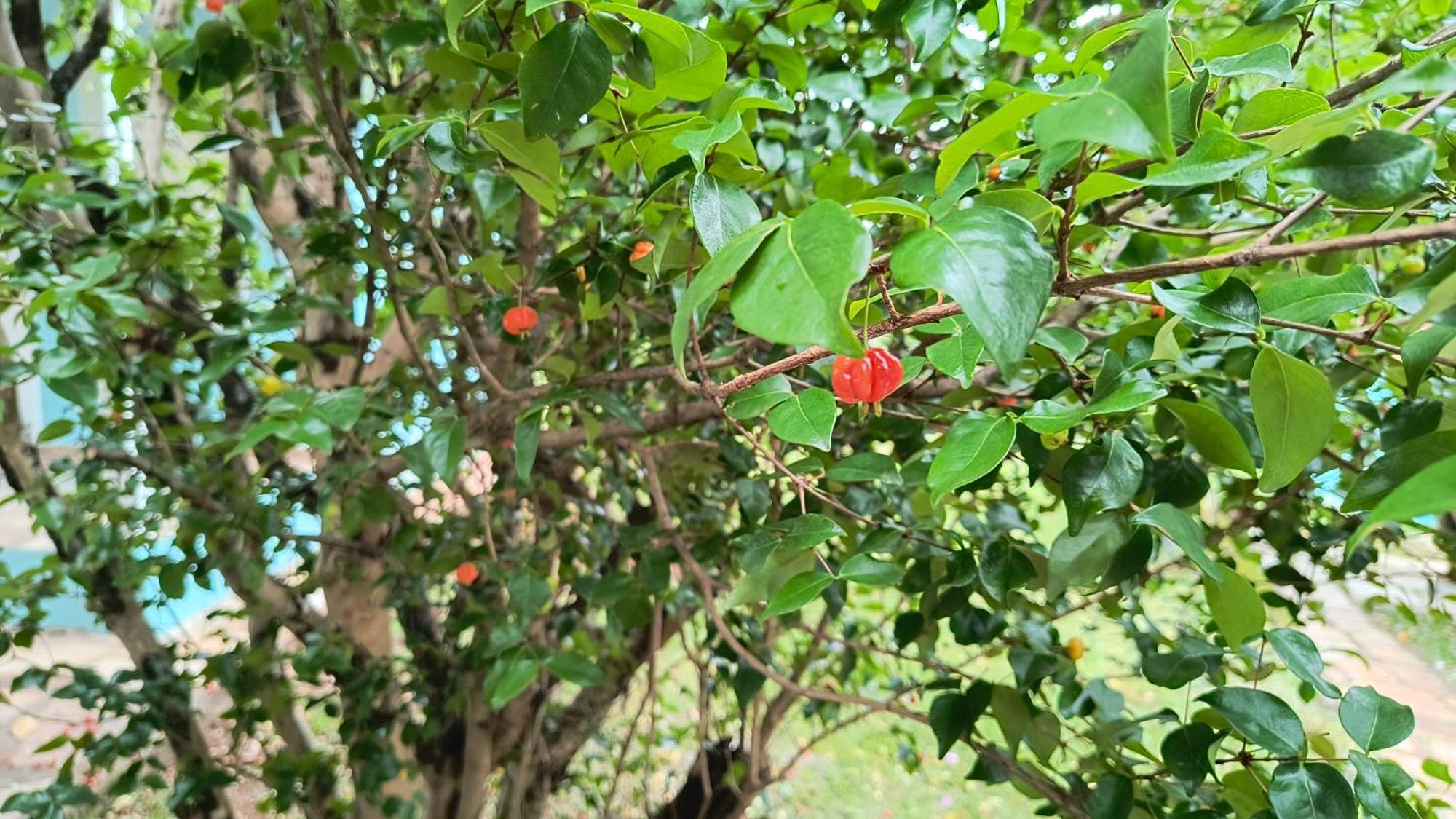 מלון São Tomé das Letras Pousada Recanto Do Sossego מראה חיצוני תמונה