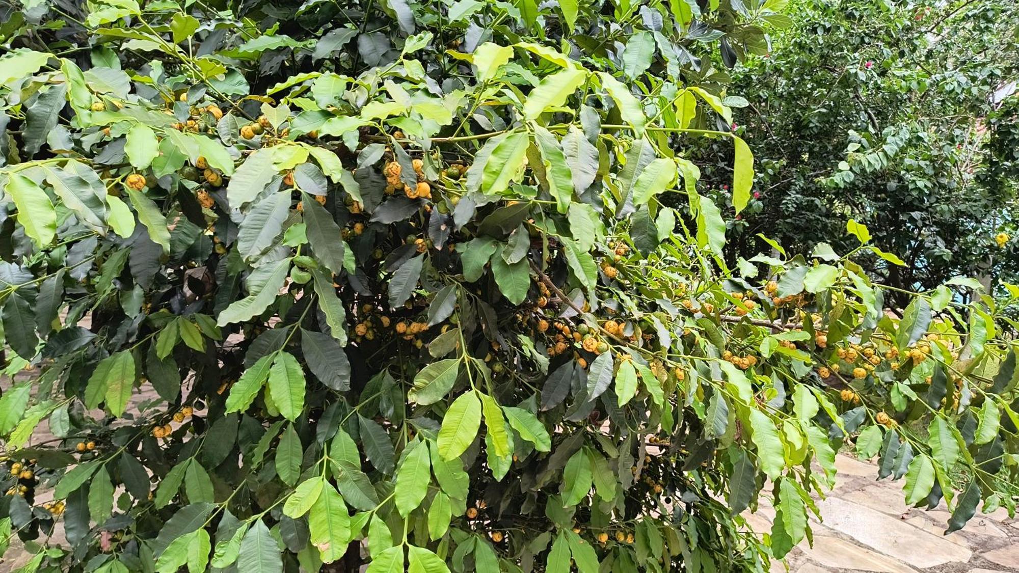 מלון São Tomé das Letras Pousada Recanto Do Sossego מראה חיצוני תמונה