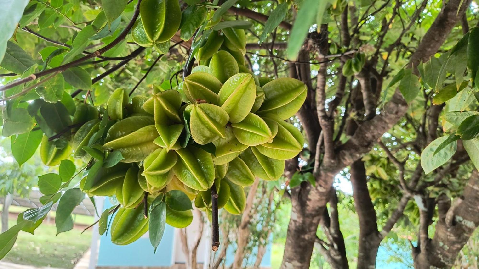 מלון São Tomé das Letras Pousada Recanto Do Sossego מראה חיצוני תמונה