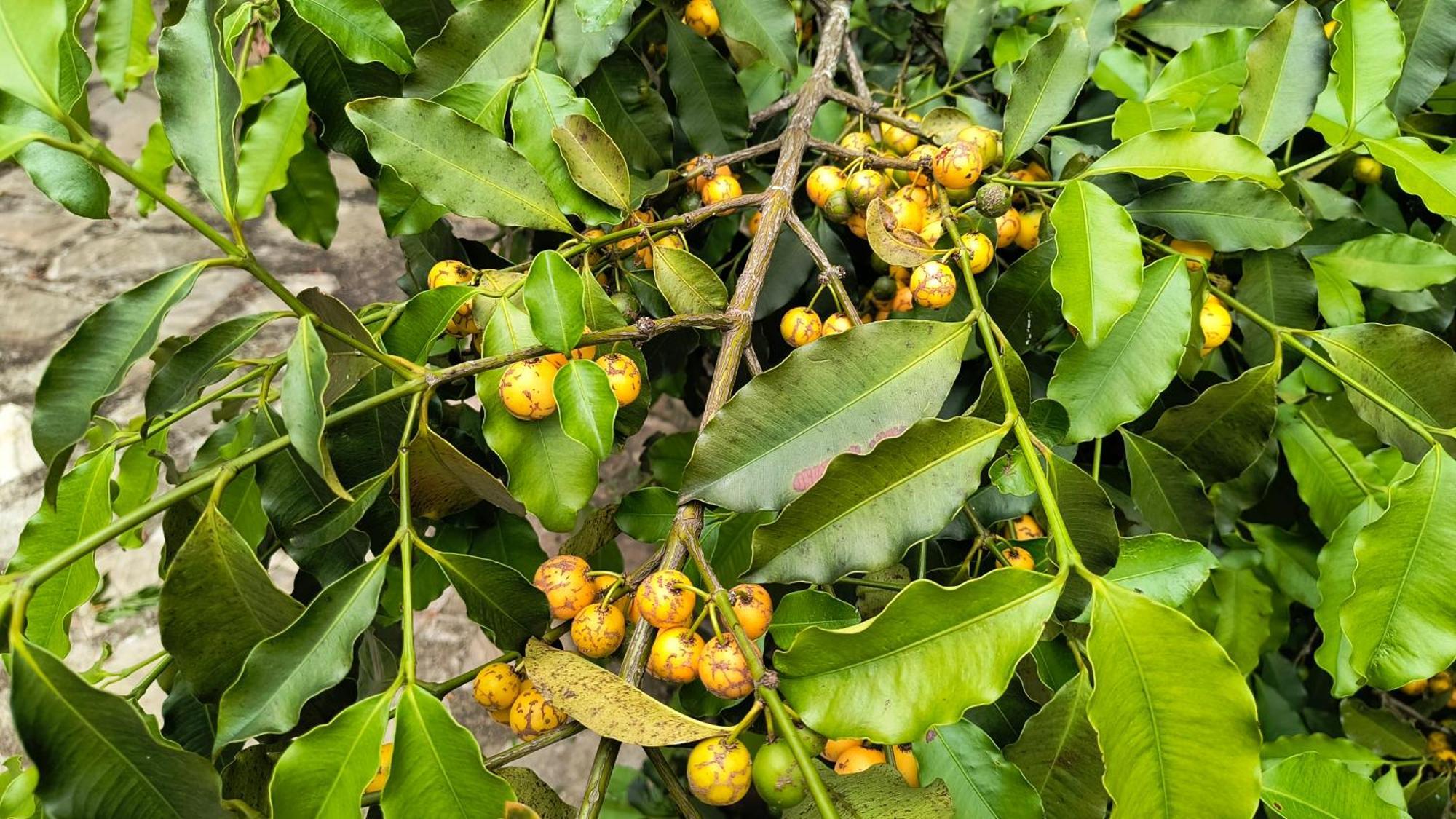 מלון São Tomé das Letras Pousada Recanto Do Sossego מראה חיצוני תמונה